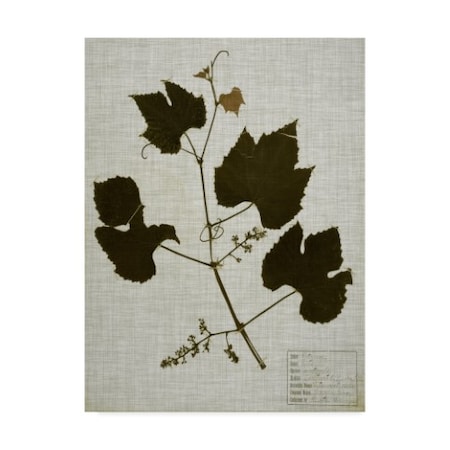 Vision Studio 'Pressed Leaves On Linen Iii' Canvas Art,35x47